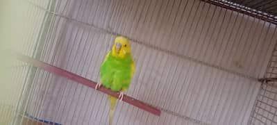 2 single male budgie for sale