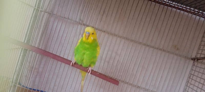 2 single male budgie for sale 0