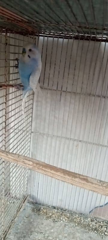 2 single male budgie for sale 1