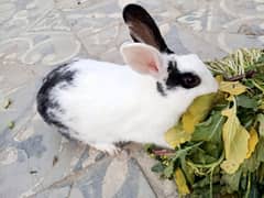 Rabbits For Sale