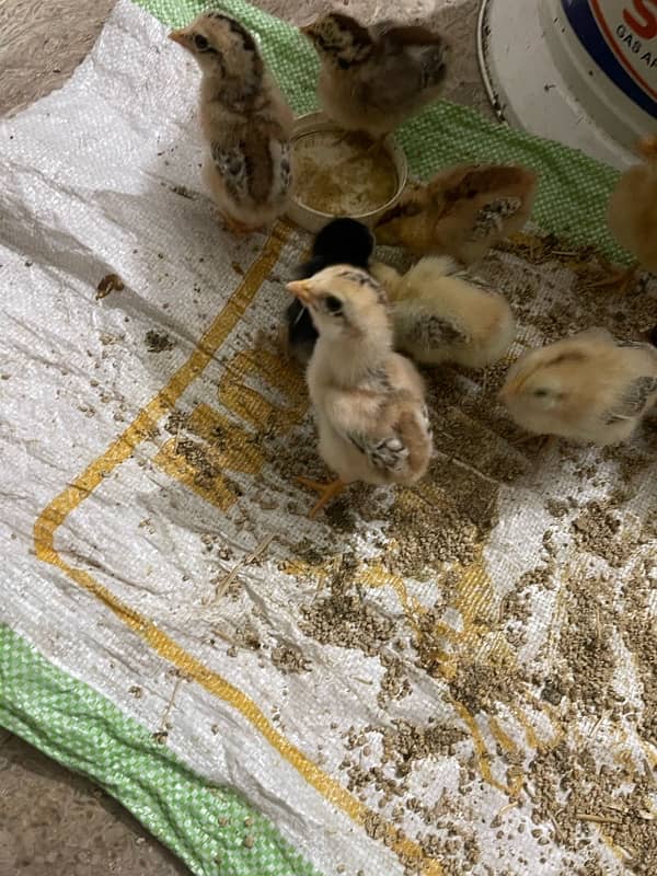 aseel chicks are available for sale 2