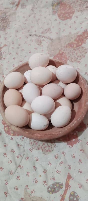 Desi Eggs UNFERTIL 0