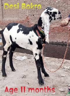 Desi Bakra