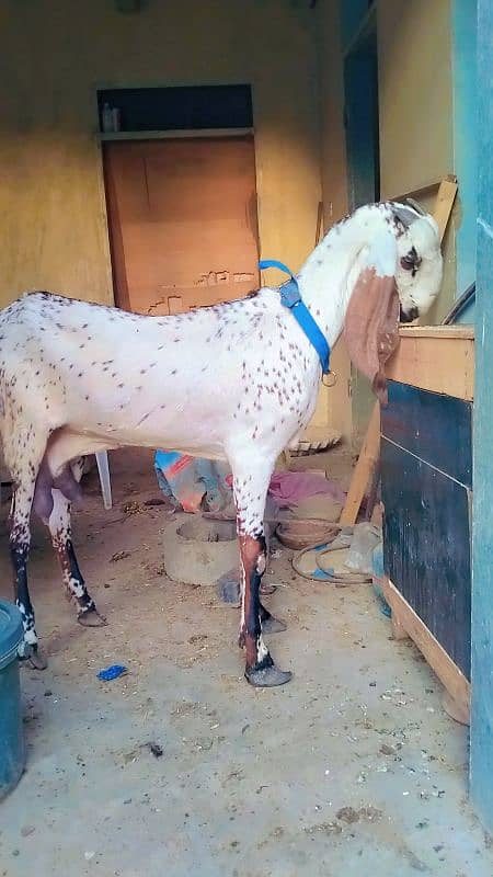 MAKKI CHINI BAKRI 2 DANT FIRST TIME BREAD DE CHUKI HE 1