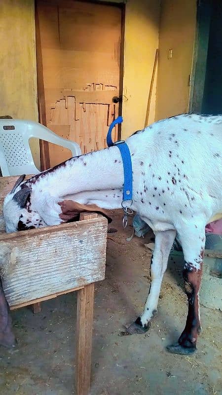 MAKKI CHINI BAKRI 2 DANT FIRST TIME BREAD DE CHUKI HE 4