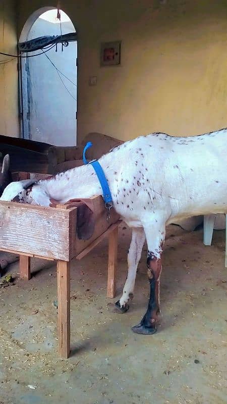 MAKKI CHINI BAKRI 2 DANT FIRST TIME BREAD DE CHUKI HE 5