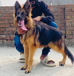 german shepherd long coat male