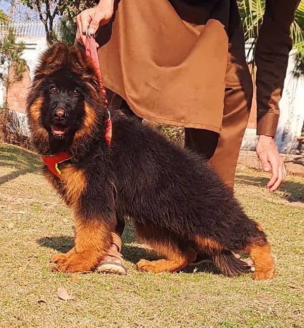 German shepherd puppy Whatsapp no 03258925374 0