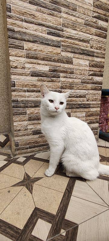 Persian female cate very friendly 0