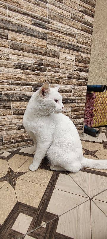 Persian female cate very friendly 1