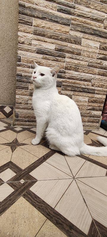 Persian female cate very friendly 2