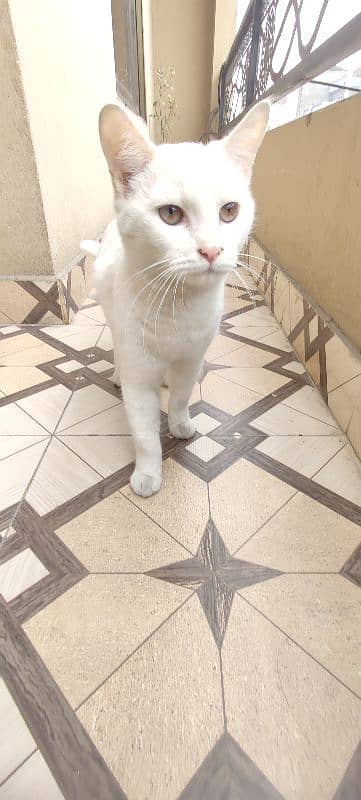 Persian female cate very friendly 3