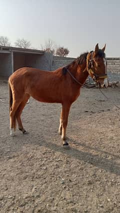 female horse for sale