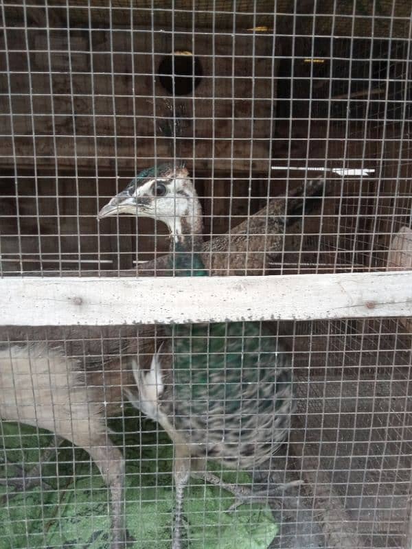 beautiful peacock pair 0