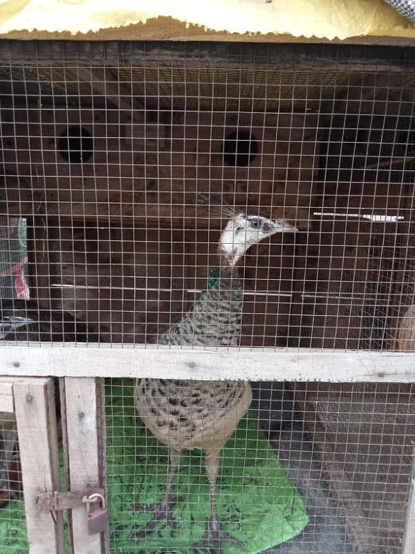 beautiful peacock pair 1