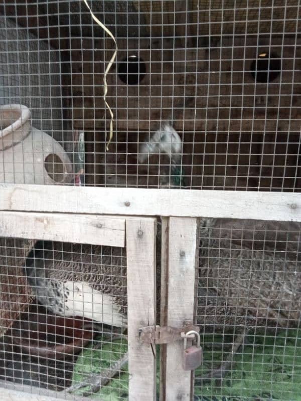 beautiful peacock pair 2