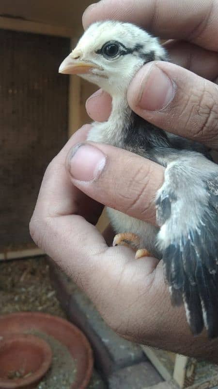 aseel chicks for sale male hera ha or female mushki 0