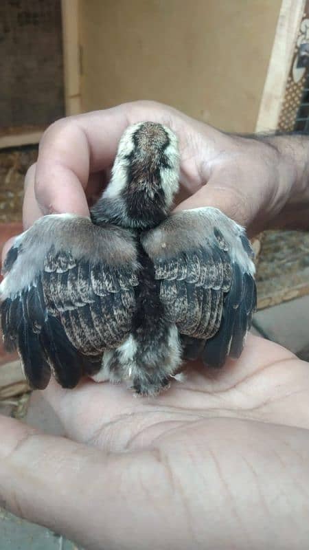 aseel chicks for sale male hera ha or female mushki 1