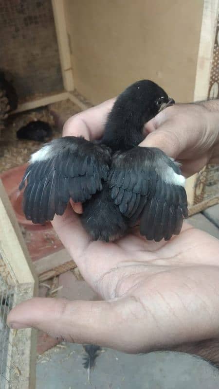 aseel chicks for sale male hera ha or female mushki 2