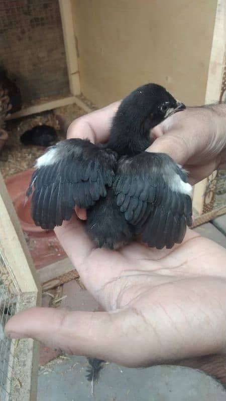 aseel chicks for sale male hera ha or female mushki 3