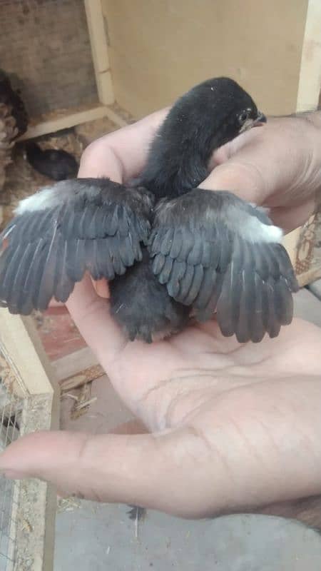 aseel chicks for sale male hera ha or female mushki 4