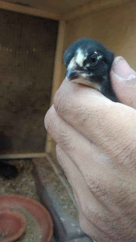 aseel chicks for sale male hera ha or female mushki 5