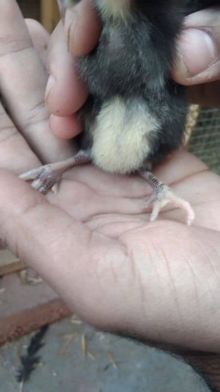 aseel chicks for sale male hera ha or female mushki 6