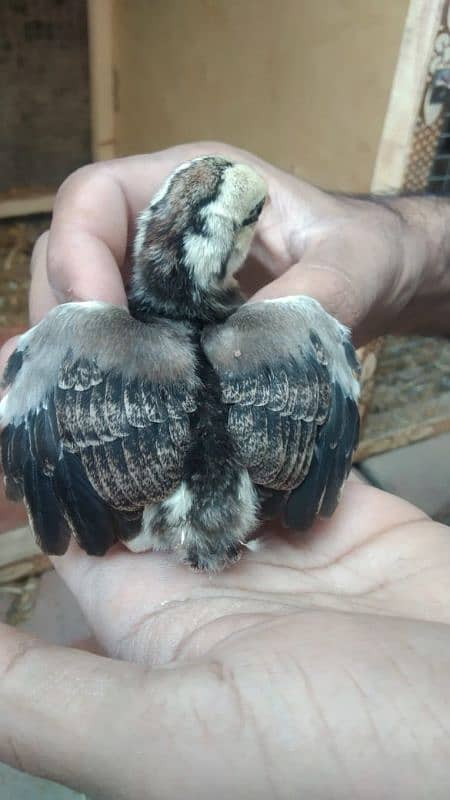 aseel chicks for sale male hera ha or female mushki 7