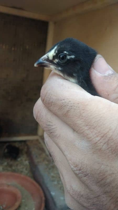 aseel chicks for sale male hera ha or female mushki 8