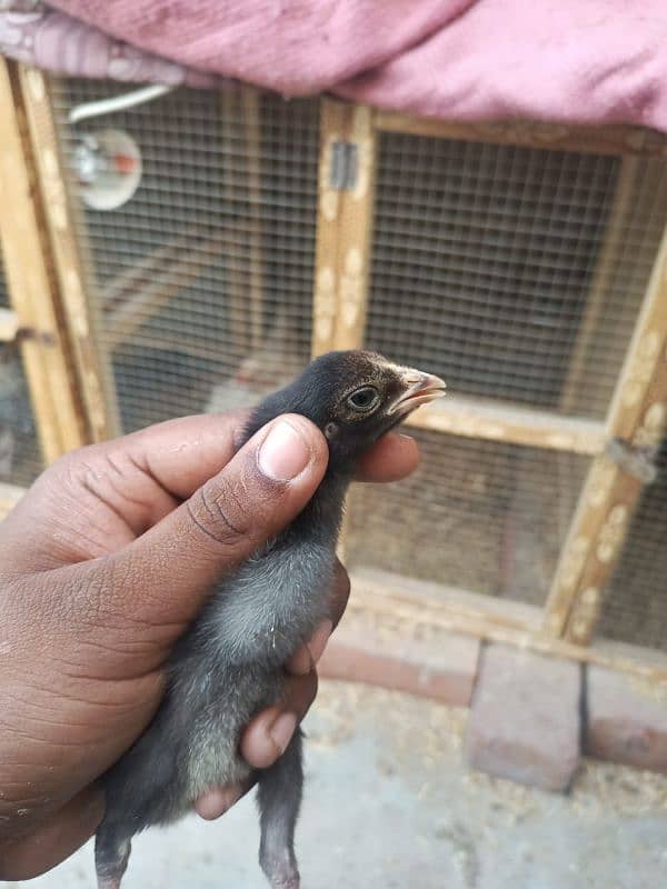 aseel chicks for sale male hera ha or female mushki 9