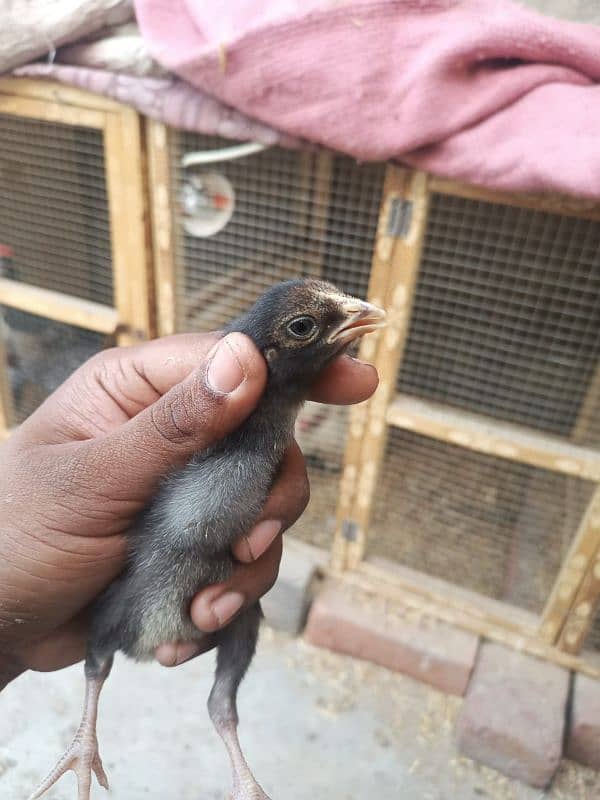 aseel chicks for sale male hera ha or female mushki 10