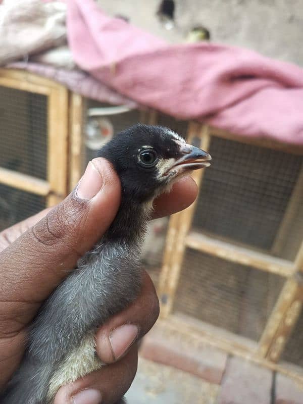 aseel chicks for sale male hera ha or female mushki 11