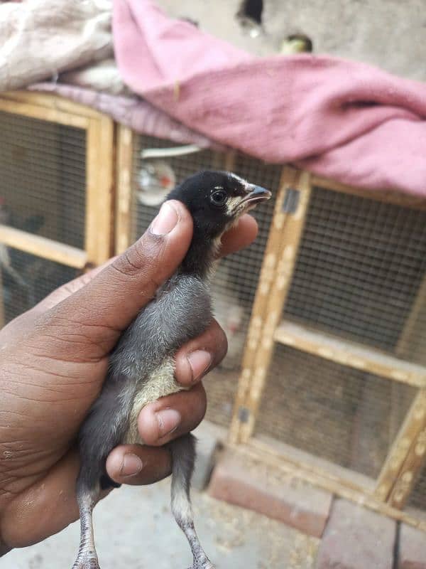 aseel chicks for sale male hera ha or female mushki 12