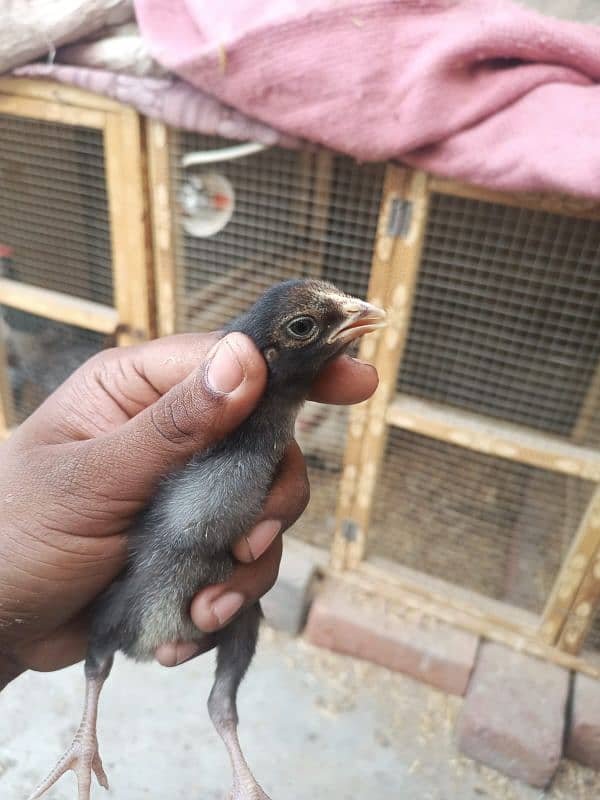 aseel chicks for sale male hera ha or female mushki 13