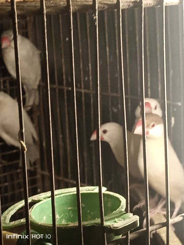 java and finches mutation 11