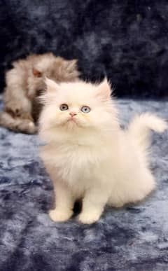 pure persian kitter for sale