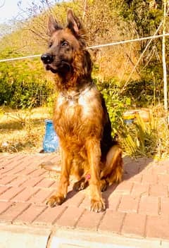 German Shepherd for sale