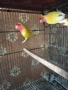 albino chick, lotino breeder pair, king size budgie, 5 portion cage