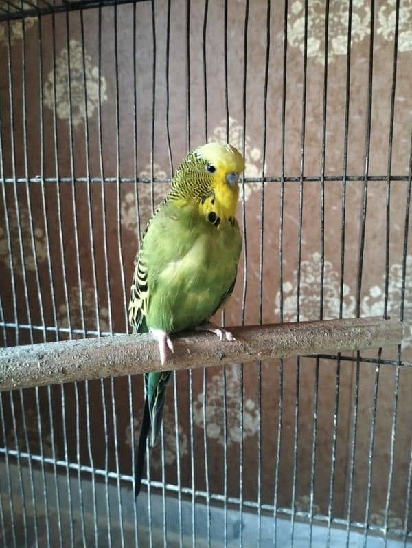 albino chick, lotino breeder pair, king size budgie, 5 portion cage 1