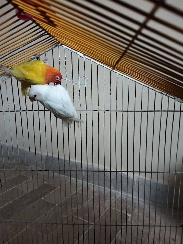 albino chick, lotino breeder pair, king size budgie, 5 portion cage 2