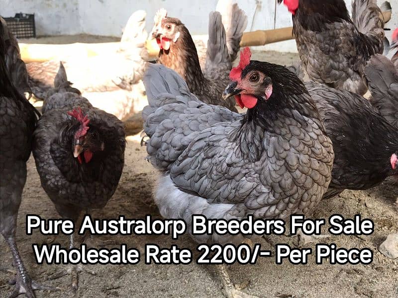 Blue Australorp Hens | Splash Australop Black Austrolop | Breeder Eggs 0