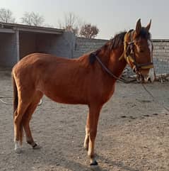 female horse for sale