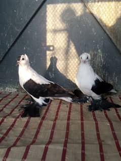 black bar less swallow 6/7 feather pair