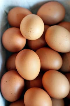 Dasi eggs