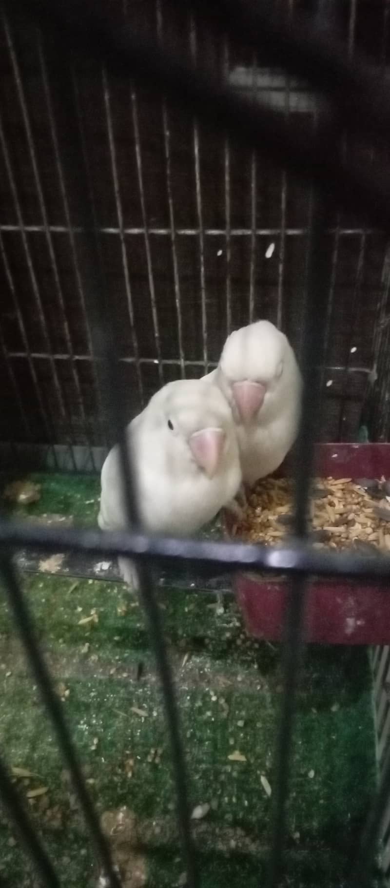 Albino Black Eye breeder pair split red eyes with 3eggs & Cage Box. 2