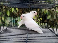 mashallah sa albino split black aeyes ek pair Fisher ka ek pair