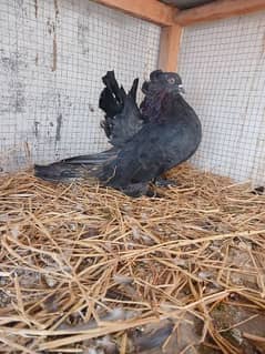 black american breadr pair.