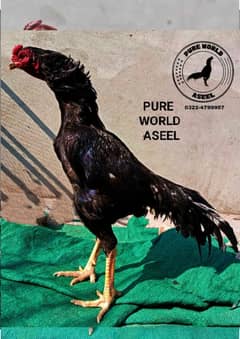 mushka aseel male / aseel murgha /pure aseel hen/high quality