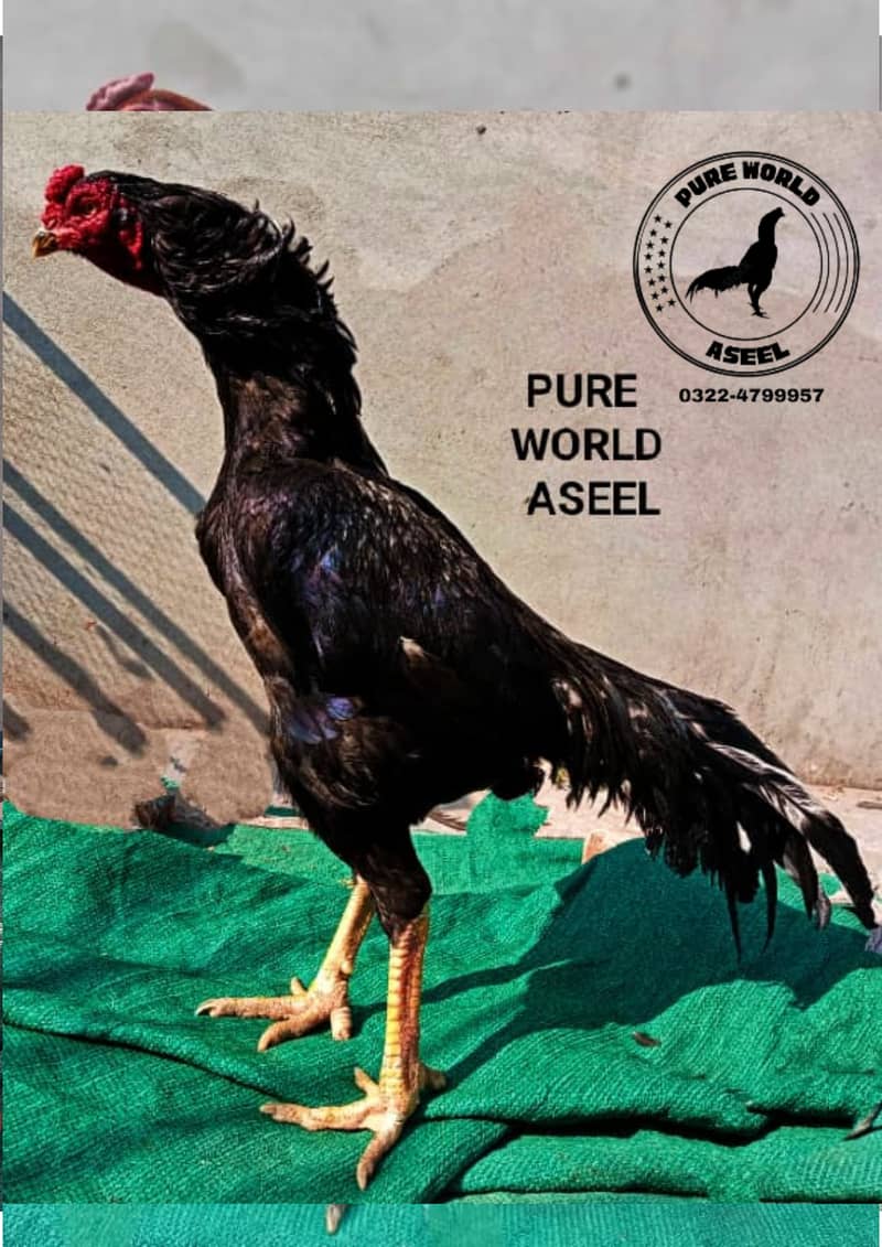 mushka aseel male / aseel murgha /pure aseel hen/high quality 0