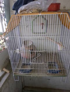 Birds Cage